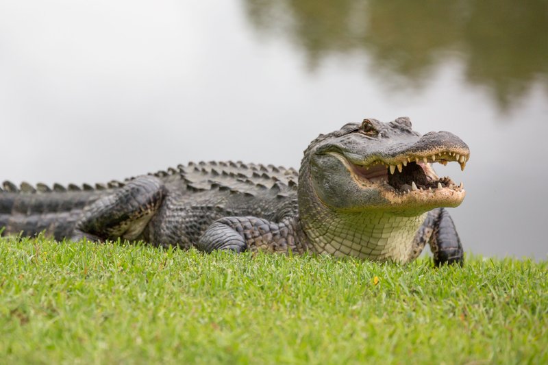 Top 10 Fascinating Facts About The Alligator