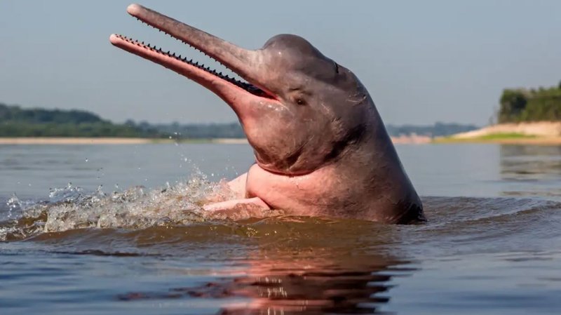 Top 10 Fascinating Facts About The Amazon River Dolphin