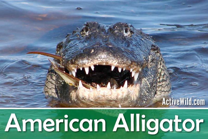 Top 10 Fascinating Facts About The American Alligator