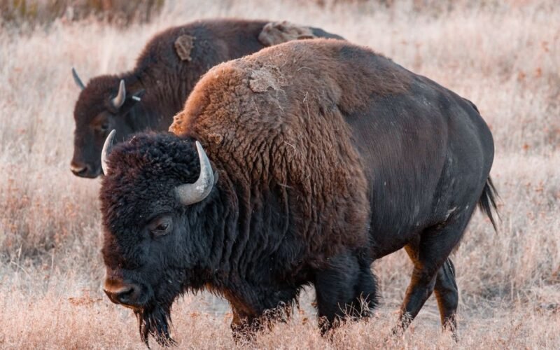 Top 10 Fascinating Facts About The American Bison
