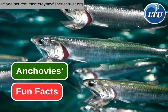 Top 10 Fascinating Facts About The Anchovy