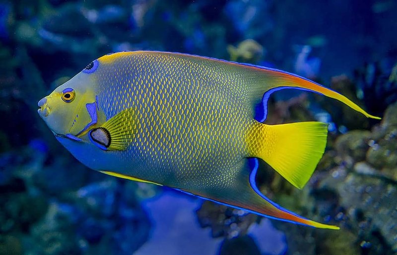 Top 10 Fascinating Facts About The Angelfish