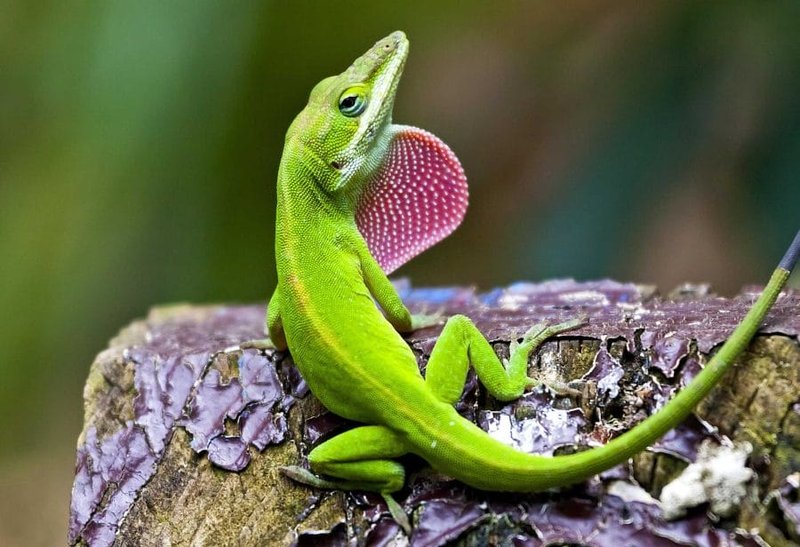 Top 10 Fascinating Facts About The Anole Lizard