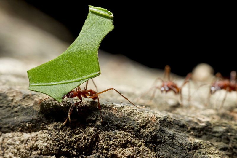 Top 10 Fascinating Facts About The Ant