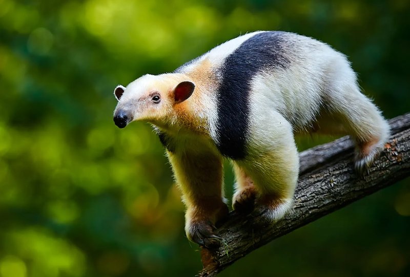 Top 10 Fascinating Facts About The Anteater