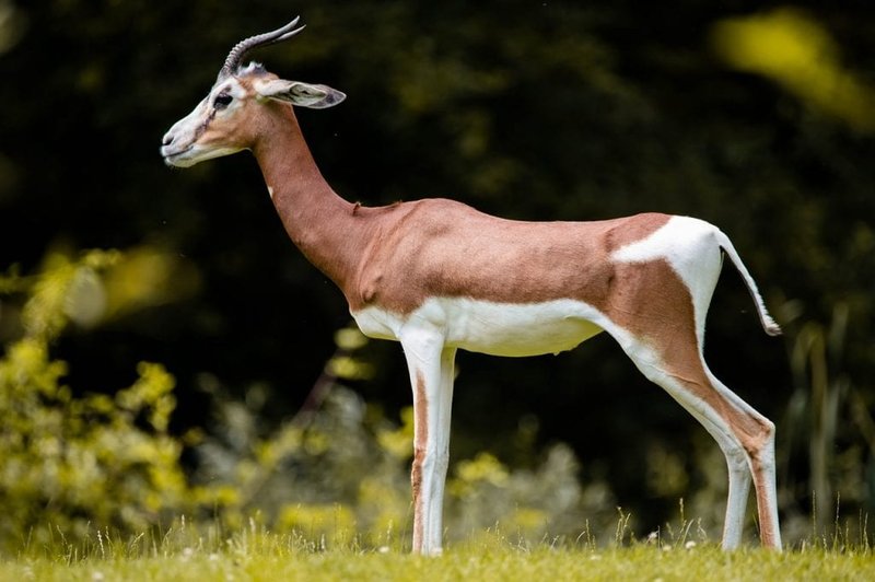 Top 10 Fascinating Facts About The Antelope
