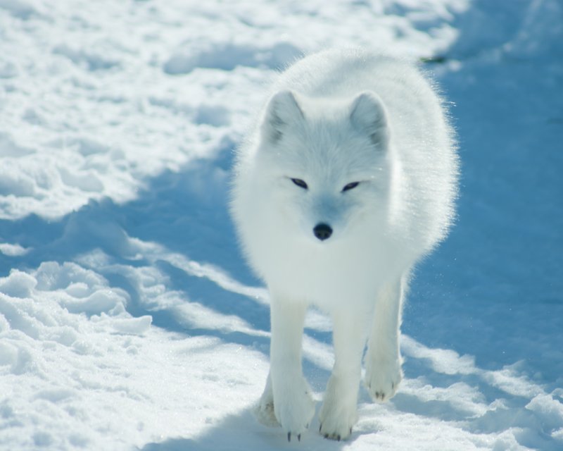 Top 10 Fascinating Facts About The Arctic Fox