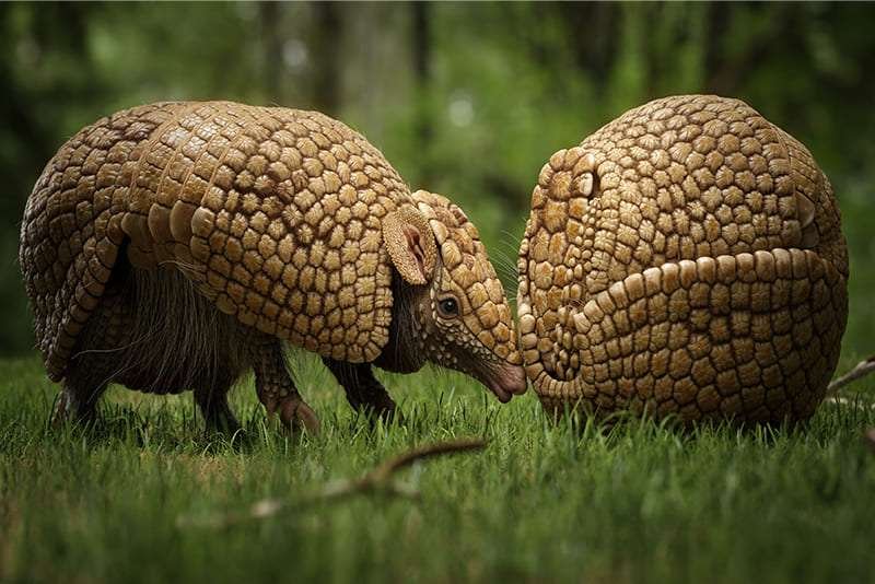 Top 10 Fascinating Facts About The Armadillo
