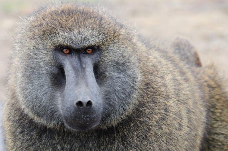 Top 10 Fascinating Facts About The Baboon