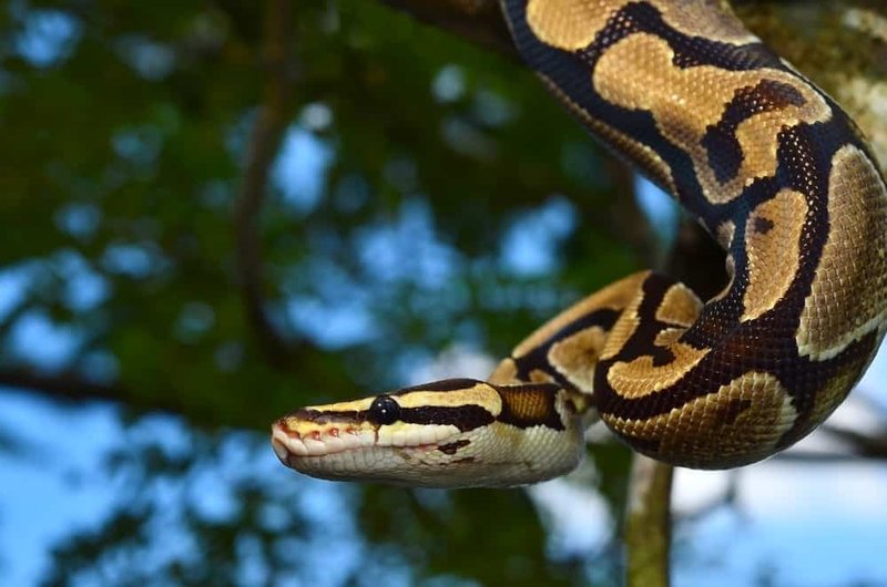 Top 10 Fascinating Facts About The Ball Python