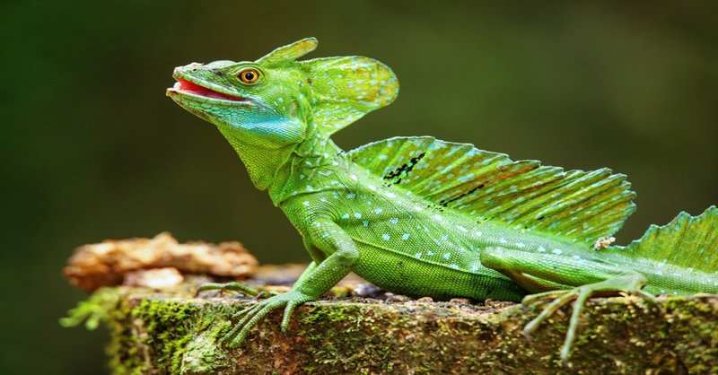 Top 10 Fascinating Facts About The Basilisk Lizard