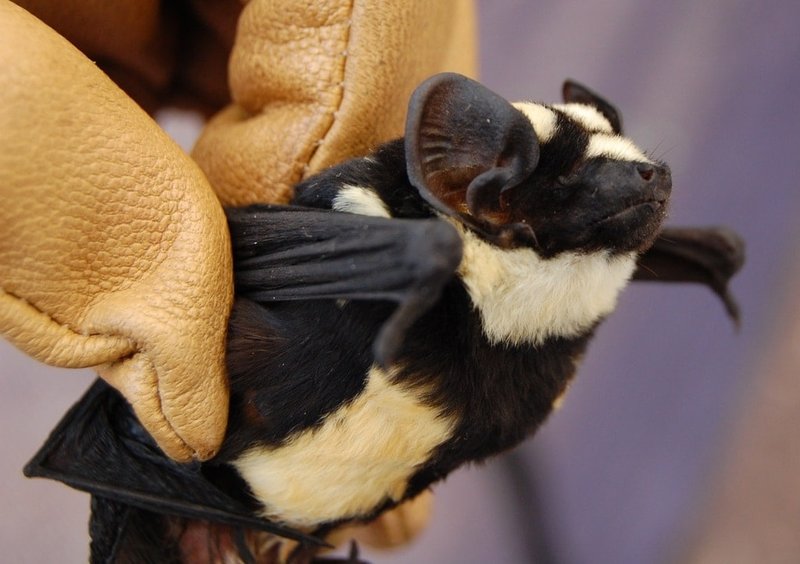 Top 10 Fascinating Facts About The Bat
