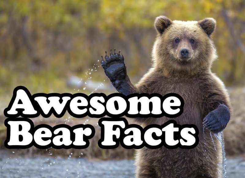 Top 10 Fascinating Facts About The Bear