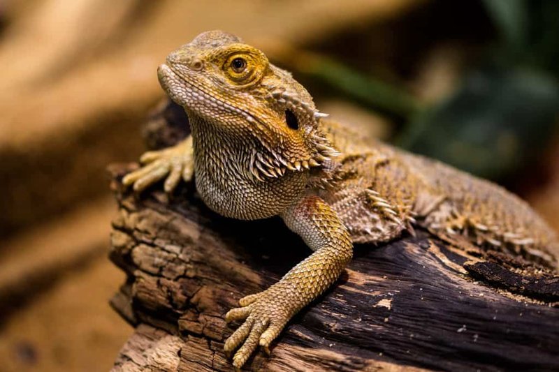 Top 10 Fascinating Facts About The Bearded Dragon