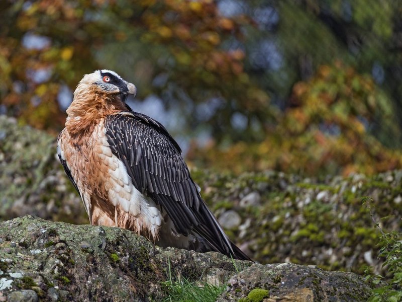 Top 10 Fascinating Facts About The Bearded Vulture