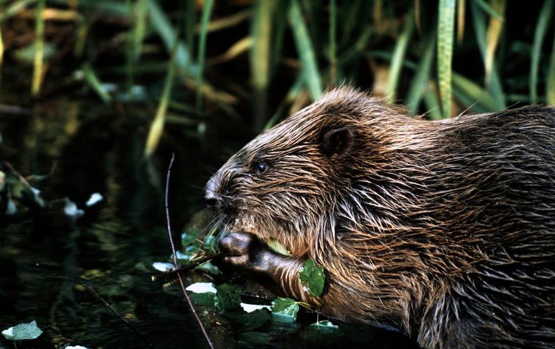 Top 10 Fascinating Facts About The Beaver