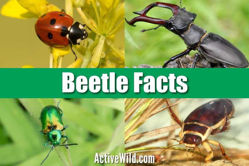 Top 10 Fascinating Facts About The Beetle