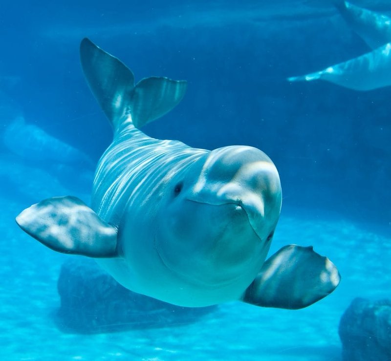 Top 10 Fascinating Facts About The Beluga Whale