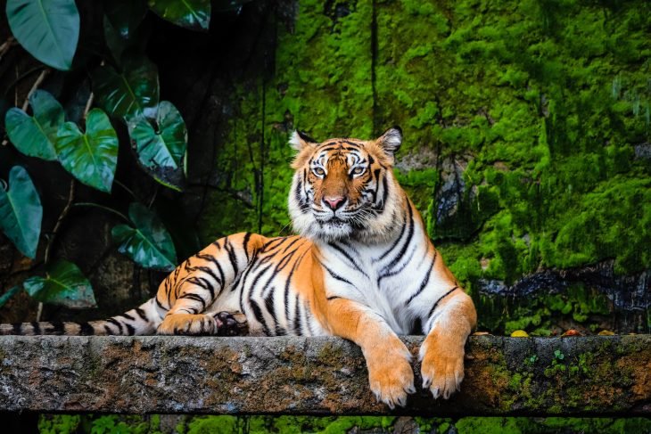 Top 10 Fascinating Facts About The Bengal Tiger