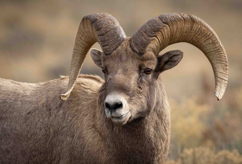 Top 10 Fascinating Facts About The Bighorn Sheep