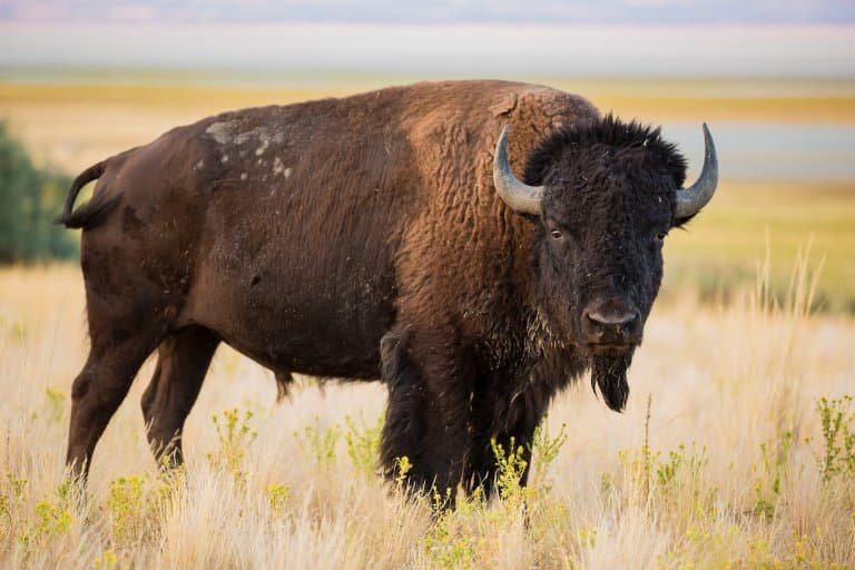 Top 10 Fascinating Facts About The Bison