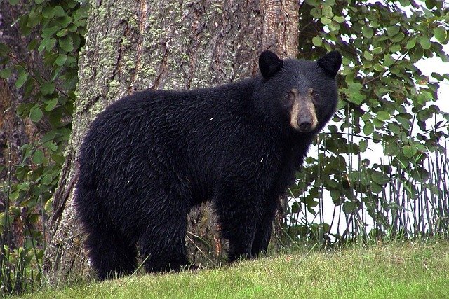 Top 10 Fascinating Facts About The Black Bear