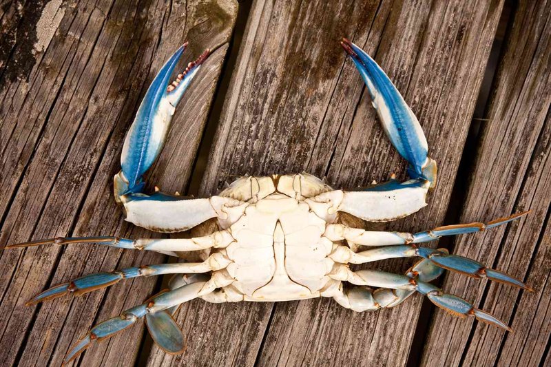 Top 10 Fascinating Facts About The Blue Crab
