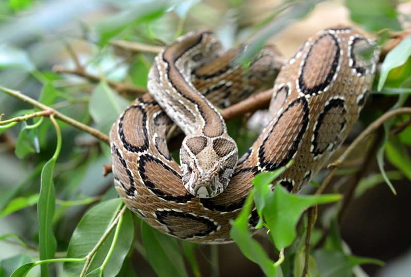 Top 10 Fascinating Facts About The Boa Constrictor