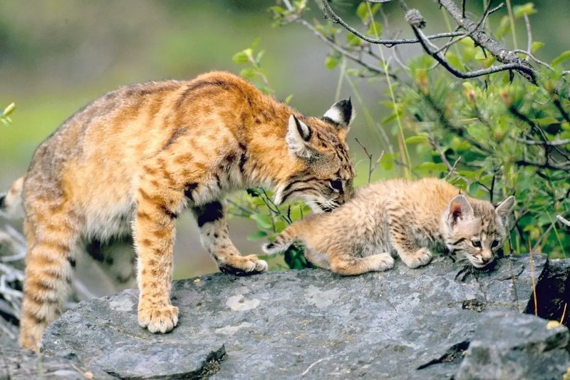 Top 10 Fascinating Facts About The Bobcat