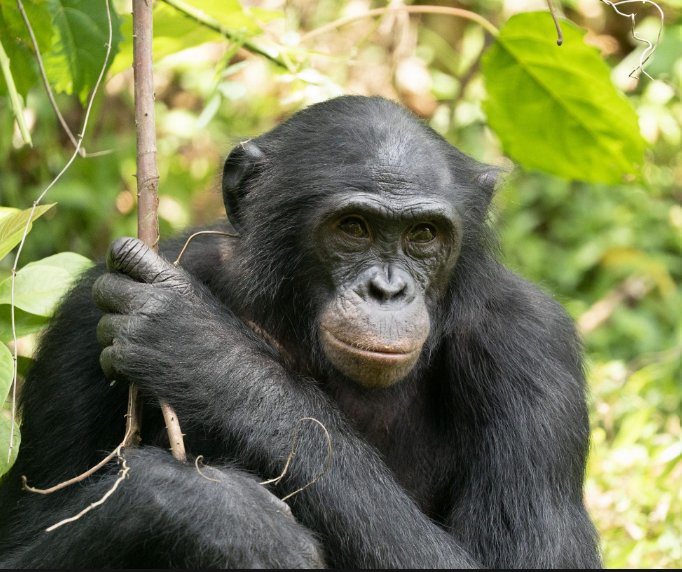 Top 10 Fascinating Facts About The Bonobo
