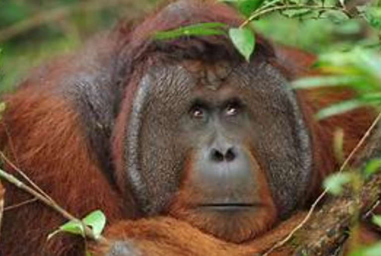 Top 10 Fascinating Facts About The Bornean Orangutan
