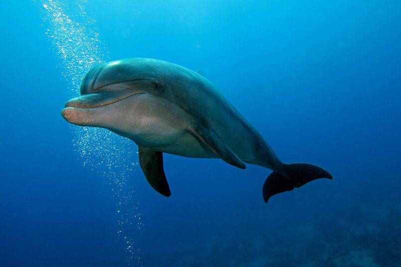 Top 10 Fascinating Facts About The Bottlenose Dolphin