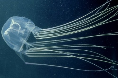 Top 10 Fascinating Facts About The Box Jellyfish