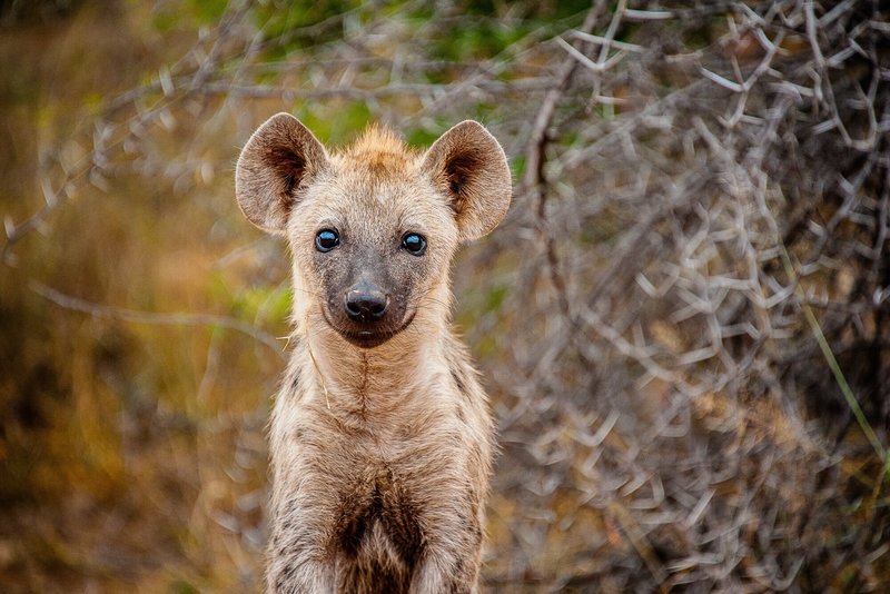 Top 10 Fascinating Facts About The Brown Hyena