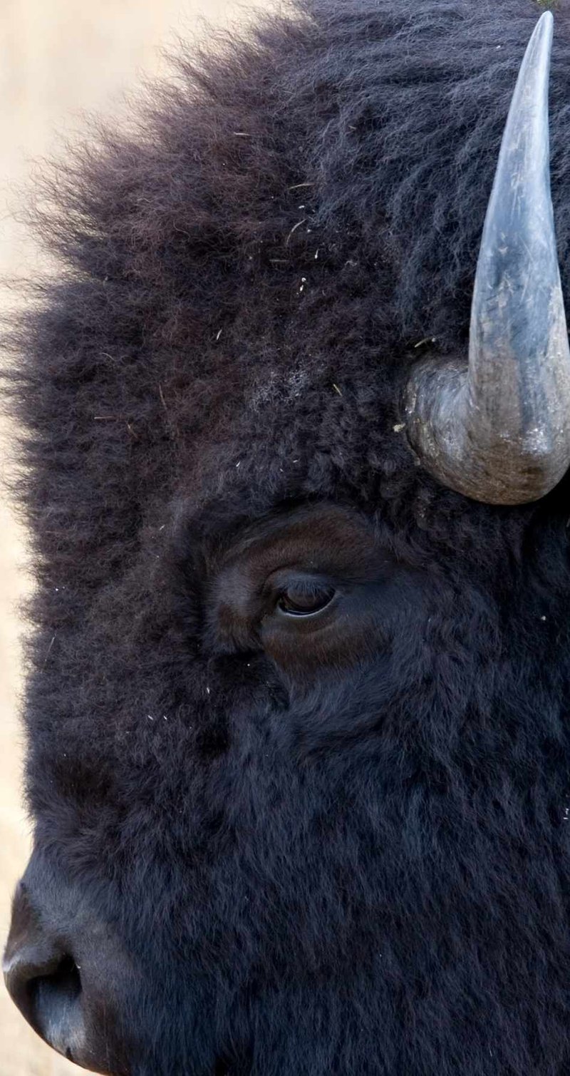 Top 10 Fascinating Facts About The Buffalo