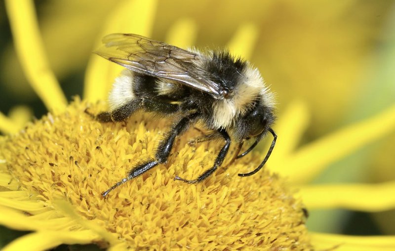 Top 10 Fascinating Facts About The Bumblebee