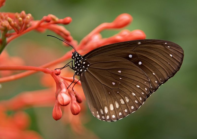 Top 10 Fascinating Facts About The Butterfly