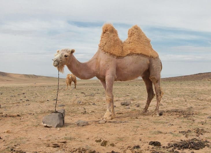 Top 10 Fascinating Facts About The Camel
