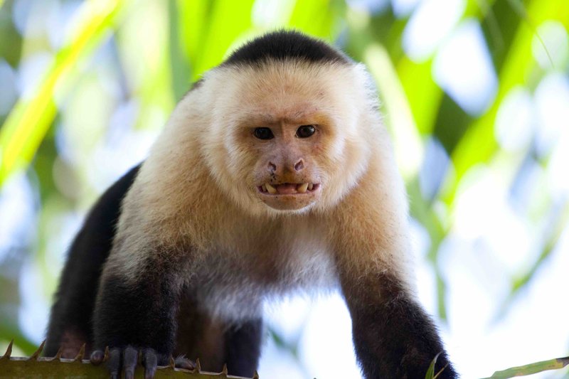 Top 10 Fascinating Facts About The Capuchin Monkey