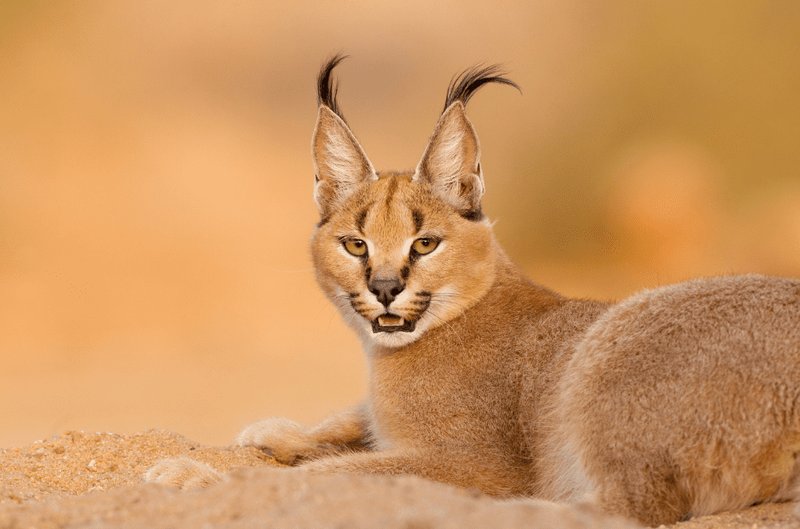 Top 10 Fascinating Facts About The Caracal