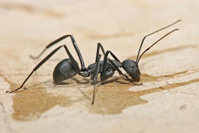 Top 10 Fascinating Facts About The Carpenter Ant