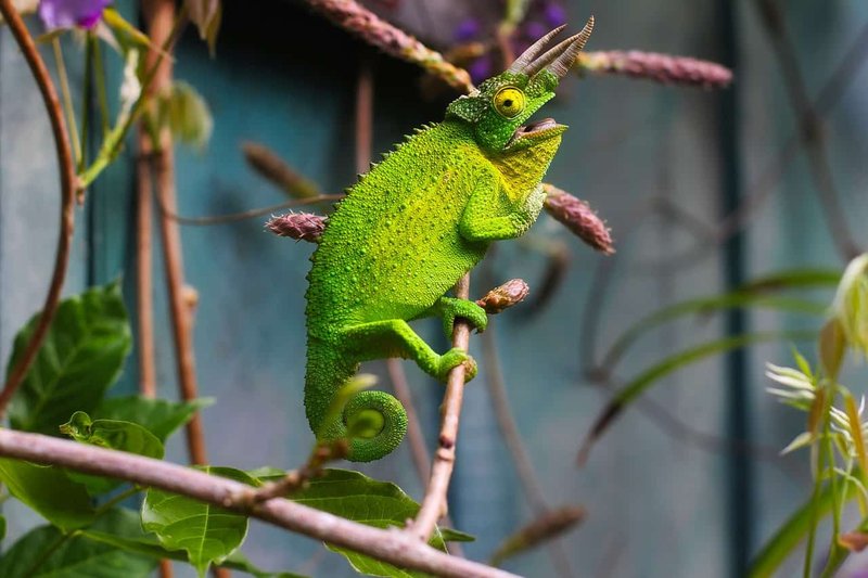 Top 10 Fascinating Facts About The Chameleon