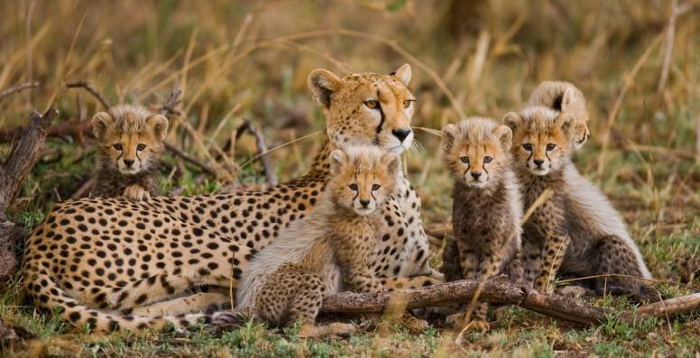 Top 10 Fascinating Facts About The Cheetah