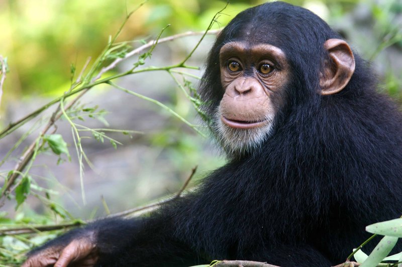 Top 10 Fascinating Facts About The Chimpanzee