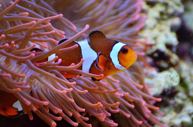 Top 10 Fascinating Facts About The Clownfish