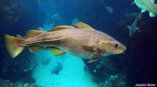 Top 10 Fascinating Facts About The Cod