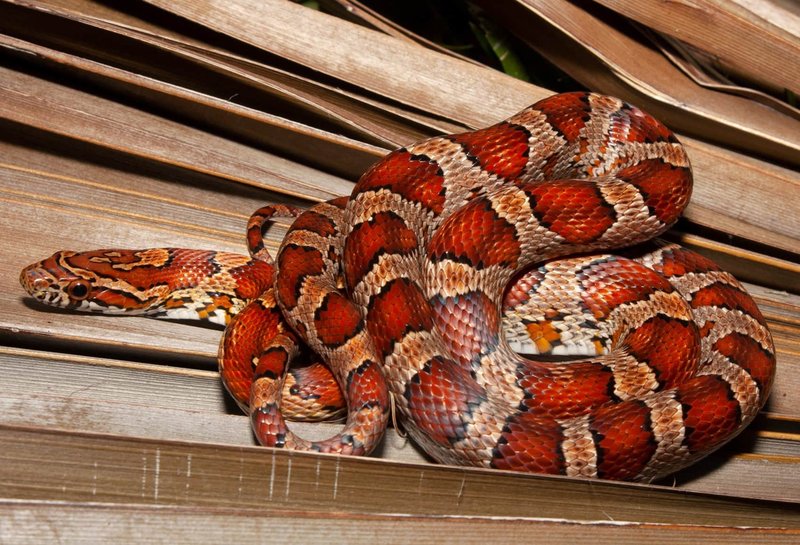 Top 10 Fascinating Facts About The Corn Snake