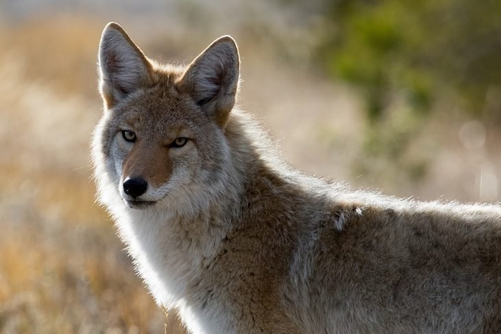 Top 10 Fascinating Facts About The Coyote