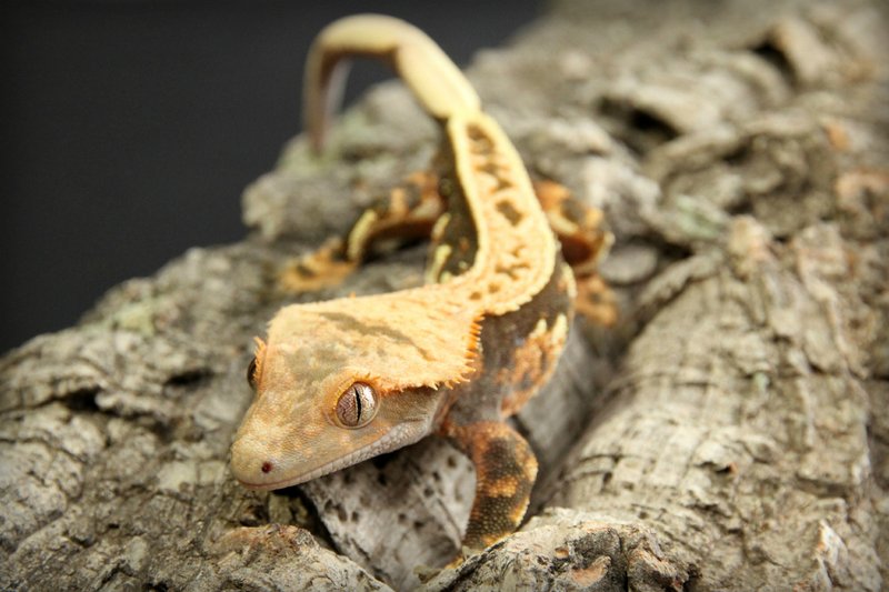 Top 10 Fascinating Facts About The Crested Gecko