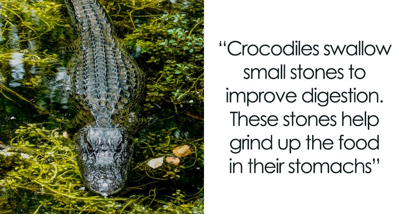 Top 10 Fascinating Facts About The Crocodile